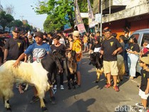 Melihat Tradisi Arak-arakan Hewan Kurban di Kota Malang