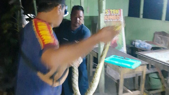 Petugas Damkar Gunungkidul saat mengevakuasi ular piton di dekat rumah Alfin di Playen, Gunungkidul, Senin (17/6/2024).