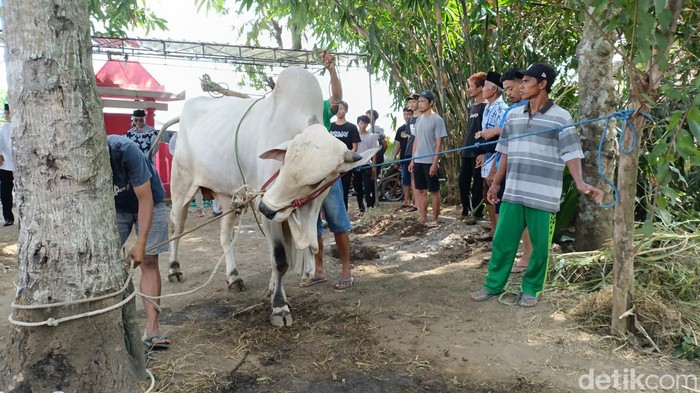 Warga Padukuhan Jetis gotong royong menyembelih sapi pemberian Gubernur DIY Sri Sultan Hamengku Buwono X di depan Masjid Ar Rahman Minggir, Senin (17/6/2024).
