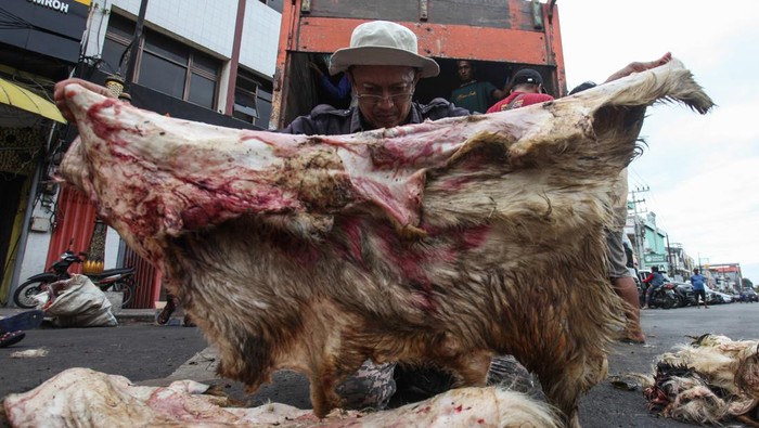 Ada Cuan di Balik Sisa Kulit Hewan Kurban Dua pekerja membersihkan kulit kambing yang dibeli dari warga di Jalan Nyamplungan, Surabaya, Jawa Timur, Senin (17/6/2024). Pengepul kulit hewan kurban banyak dijumpai di kawasan itu saat Hari Raya Idul Adha yang membeli kulit hewan kurban dari masyarakat dengan harga Rp6 ribu per kilogram untuk kulit sapi, Rp25 ribu per lembar untuk kulit kambing dan Rp35 ribu per lembar untuk kulit domba. ANTARA FOTO/Didik Suhartono/nym.