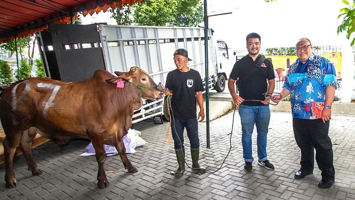 Berbagi Kebahagiaan Lewat Berkurban di Momen Idul Adha Extra Joss menunjukkan komitmennya pada nilai-nilai dan tradisi keberagamaan masyarakat dengan mendukung kegiatan Idul Adha. Komitmen ini diwujudkan dengan penyerahan hewan kurban berupa sapi limousin.