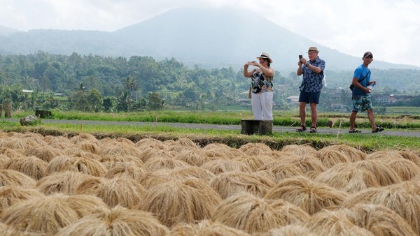 Bikin Turis Kepincut, Begini Proses Panen Padi Beras Merah