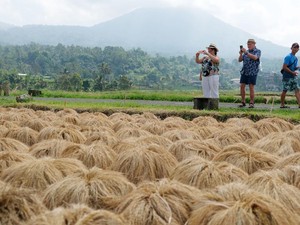 Kementan Jelaskan Produksi Beras di Tengah El Nino Berkepanjangan 2024