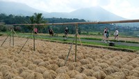 Sejumlah wisatawan mancanegara melintas di dekat padi beras merah yang dijemur saat masa panen raya di Desa Jatiluwih, Tabanan, Bali. Selasa (18/6/2024). 