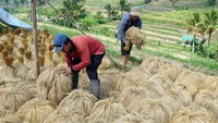 Tradisi panen padi beras merah tersebut digelar setiap bulan Juni.