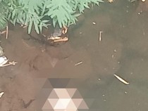 Bocah 4 Tahun Tewas Mengambang di Kubangan Air Bawah Jembatan