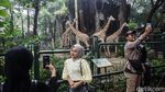 Cuti Bersama Idul Adha, Pengunjung Kebun Binatang Ragunan Melonjak