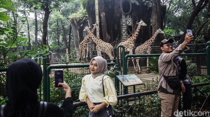Cuti Bersama Idul Adha, Pengunjung Kebun Binatang Ragunan Melonjak Sejumlah pengunjung menyaksikan berbagaiΒ koleksiΒ hewan di Taman Margasatwa Ragunan, Jakarta, Selasa (18/6/2024).