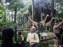 Cuti Bersama Idul Adha, Pengunjung Kebun Binatang Ragunan Melonjak