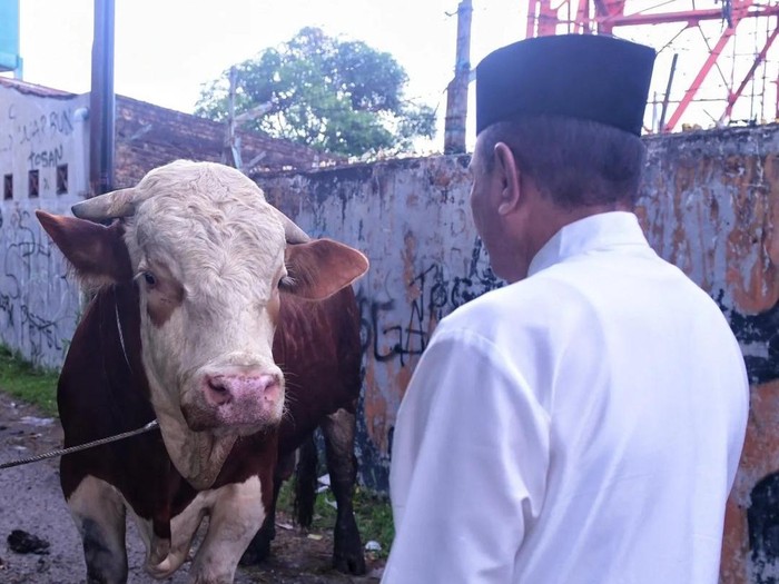 Edy Rahmayadi menyerahkan lembu kesayangannya untuk dikurbankan (Dok Instagram @edy_rahmayadi)