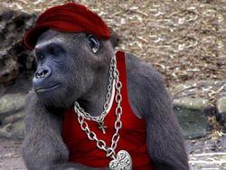 Gambaran Hewan Berperilaku dan Berpakaian Manusia, Aneh atau Lucu?