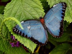 Gambaran Hewan Berperilaku dan Berpakaian Manusia, Aneh atau Lucu?