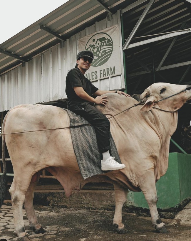 Sebelum bertolak ke Mekkah untuk menunaikan ibadah haji, Atta Halilintar sempat menyumbang hewan kurban untuk Idul Adha 2024. Sebuah sapi jumbo berwarna putih menjadi pilihan Atta dan sang istri, Aurel. Dengan gaya pakaian serba hitam khasnya, dipadu sneakers putih, ia sempat berfoto sambil menunggang sapi tersebut. Bobotnya itu gede banget, aku saja naikin, aku jadi kelihatan kecil, kata Atta di YouTube AH.(Foto: Instagram)