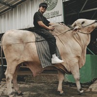 Sebelum bertolak ke Mekkah untuk menunaikan ibadah haji, Atta Halilintar sempat menyumbang hewan kurban untuk Idul Adha 2024. Sebuah sapi jumbo berwarna putih menjadi pilihan Atta dan sang istri, Aurel. Dengan gaya pakaian serba hitam khasnya, dipadu sneakers putih, ia sempat berfoto sambil menunggang sapi tersebut. Bobotnya itu gede banget, aku saja naikin, aku jadi kelihatan kecil, kata Atta di YouTube AH.(Foto: Instagram)