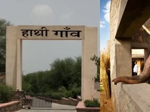 Bukan untuk Orang, India Punya Apartemen Full Fasilitas buat Gajah