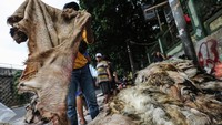 Kulit hewan itu untuk dijadikan kerupuk, jaket dan beduk.