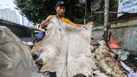 Pengepul memilah kulit kambing yang masih bagus di pinggir Jalan KH Mas Mansyur, Tanah Abang, Jakarta, Selasa (18/6/2024). 