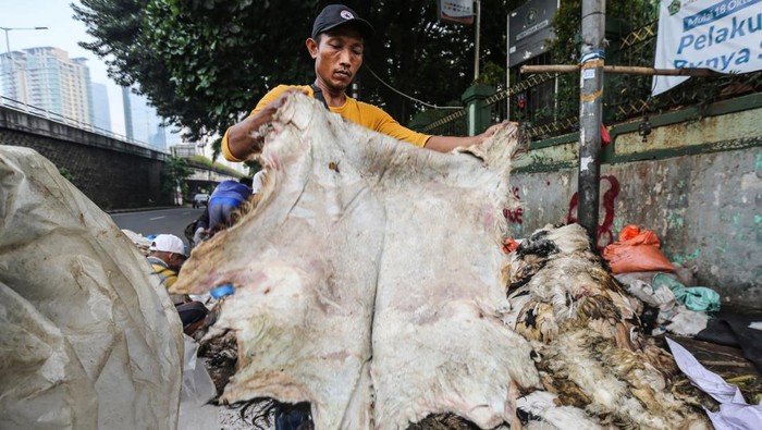 Idul Adha Jadi Berkah untuk Pengepul Kulit Hewan Kurban Pengepul memilah kulit kambing yang masih bagus di pinggir Jalan KH Mas Mansyur, Tanah Abang, Jakarta, Selasa (18/6/2024). Momentum Idul Adha menjadi rezeki bagi pengepul musiman kulit hewan kurban dengan membeli kulit hewan kurban dari masyarakat seharga Rp20 ribu perlembar kulit kambing, Rp35 ribu perlembar kulit domba, dan Rp6 ribu perkilo kulit sapi itu untuk dijadikan kerupuk, jaket dan beduk. ANTARA FOTO/Asprilla Dwi Adha/Spt.