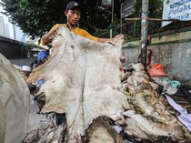 Idul Adha Jadi Berkah untuk Pengepul Kulit Hewan Kurban