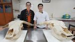Kebersamaan Irfan Hakim dengan 4 Ekor Sapi Kurban yang Jumbo