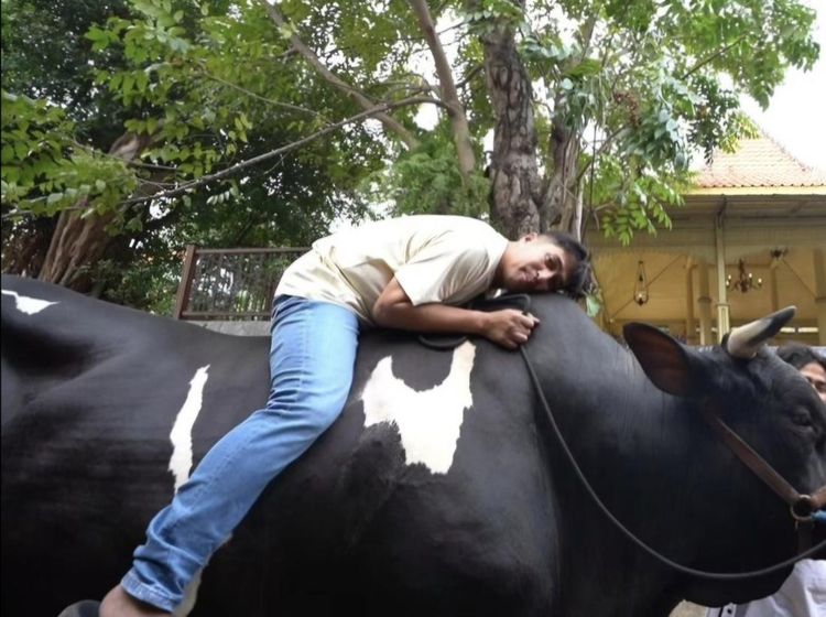 Kebersamaan Irfan Hakim dengan 4 Ekor Sapi Kurban yang Jumbo