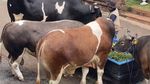Kebersamaan Irfan Hakim dengan 4 Ekor Sapi Kurban yang Jumbo