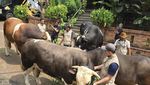 Kebersamaan Irfan Hakim dengan 4 Ekor Sapi Kurban yang Jumbo