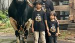 Kebersamaan Irfan Hakim dengan 4 Ekor Sapi Kurban yang Jumbo