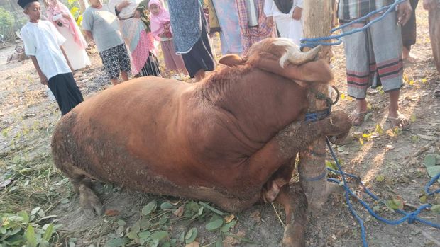 Kondisi sapi kurban yang mati telilit tali di Padukuhan Degok V, Kalurahan Dengok, Kapanewon Playen, Kabupaten Gunungkidul.