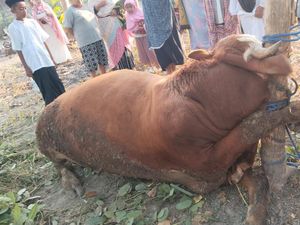 Kala Sapi Gagal Jadi Kurban Warga Playen gegara Mati Terlilit Tali