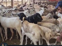 Jemaah Maktour Kurban Puluhan Kambing Gurun hingga Unta dan Sapi