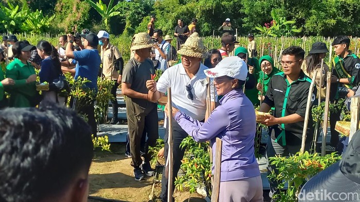 Panen cabai di Hutan Kota Banyuasri, Buleleng, Selasa (18/6/2024).