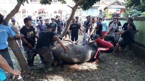 Penampakan sapi kurban Presiden Jokowi yang berdiri lagi setelah disembelih di Masjid Taqwa, Banjar Dauh Pangkung, Desa Pekutatan, Kecamatan Pekutatan, Jembrana, Bali, pada Senin (17/6/2024).