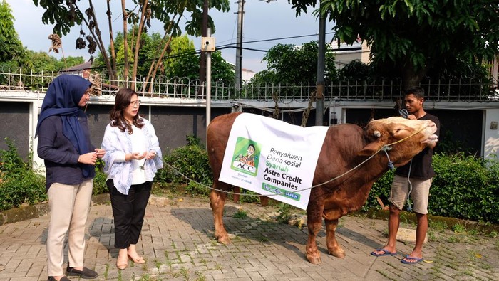 ACC turut memperingati Hari Raya Idul Adha dengan menyumbangkan ratusan hewan kurban. Diharapkan ini dapat membantu masyarakat.