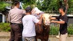 Penyaluran Ratusan Hewan Kurban untuk Warga Membutuhkan