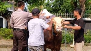 Penyaluran Ratusan Hewan Kurban untuk Warga Membutuhkan