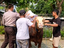 Penyaluran Ratusan Hewan Kurban untuk Warga Membutuhkan