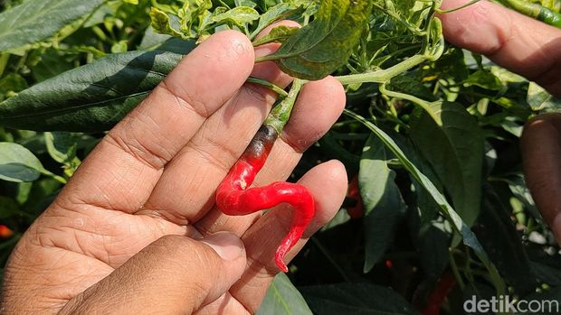 Petani menunjukkan tanaman cabai yang sudah terjangkit virus Gemini di lahan pertanian cabai Pantai Bugel, Panjatan, Kulon Progo, Selasa (18/6/2024).