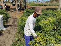 Ketar-ketir Petani Cabai Kulon Progo Panen di Tengah Ancaman Virus Gemini