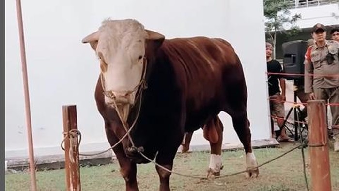 Peton, sapi kurban dari Presiden Jokowi di Sumbar (Instagram@mahyeldi)