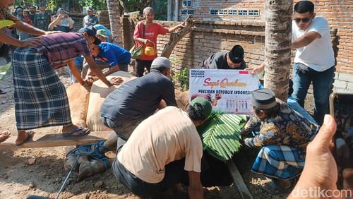 Proses penyembelihan sapi kurban bantuan Jokowi di Masjid Alifurrahman, Desa Ubung, Kecamatan Jonggat, Lombok Tengah, Selasa (18/6/2024). (Edi Suryansyah/detikBali)