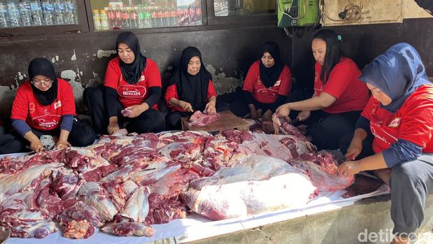 Ragasa, sapi kurban dari Presiden Joko Widodo.
