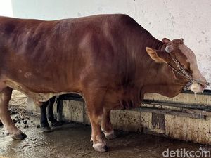 Kurban Sapi untuk 7 Orang atau 7 Keluarga? Ini Hukumnya Sesuai Syariat