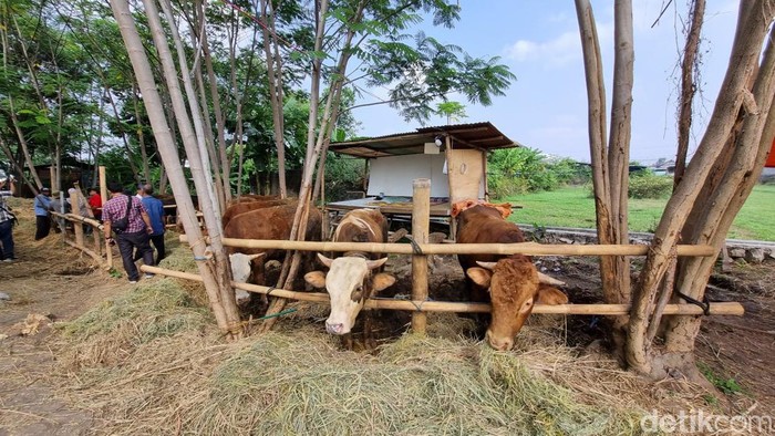 Sapi kurban di Bantul. Foto diunggah Selasa (18/6/2024).