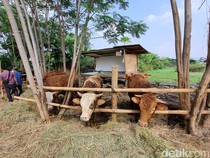 Jumlah Sapi Kurban di Bantul Turun dari Tahun Lalu, Ternyata Ini Sebabnya