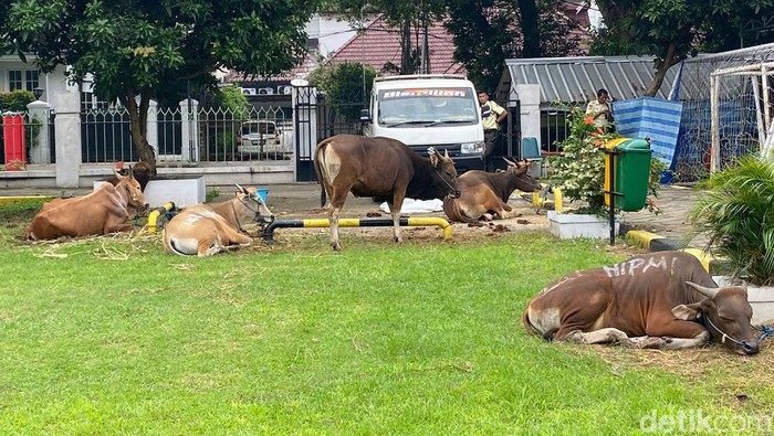 Sapi kurban di Masjid Al-Azhar, Jakarta Selatan. (Wildan/detikcom)
