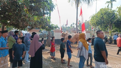 Sapi kurban Jokowi menjadi tontonan warga di Lombok Tengah, NTB, Selasa (18/6/2024).