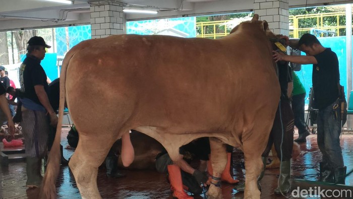 Sapi milik Megawati akan segera disembelih (Dwi Rahmawati/detikcom)
