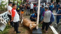 Dalam acara bertema “Semangat Berbagi Eratkan Persaudaraan KADIN Jakarta Timur”, panitia telah menerima hewan qurban terdiri dari 2 Sapi dan 8 Kambing untuk didistribusikan kepada masyarakat yang membutuhkan.
