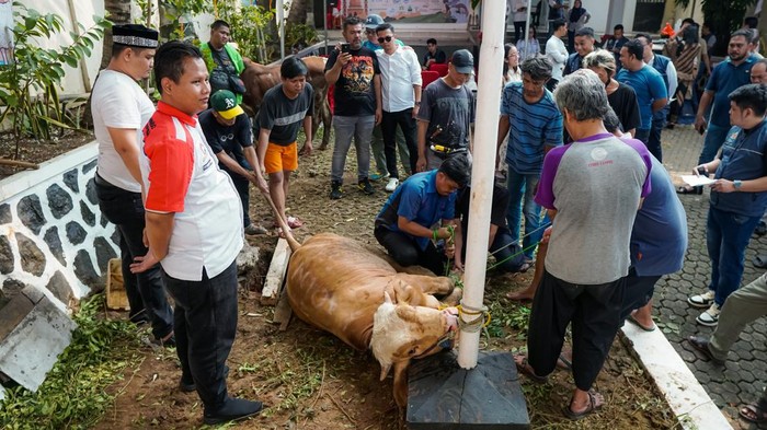 Semangat Berkurban untuk Berbagi Sesama Ketua Umum KADIN DKI Jakarta, Diana Dewi, Ketua Kadin Jakarta Timur Anta Ginting, Ketua Dewan Pertimbangan KADIN Jakarta Timur, Gerrit Alexander, Ketua Panitia Pelaksana Iqnal Shalat Sukma Wibowo dan pengurus Kadin Jaktim melaksanakan pemotongan dan distribusi hewan qurban pada Hari Raya Idul Adha tahun 1445 Hijriah di kantor sekretariat Kadin Jaktim, Selasa (18/6/2024).